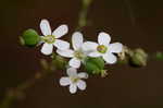 Flowering spurge